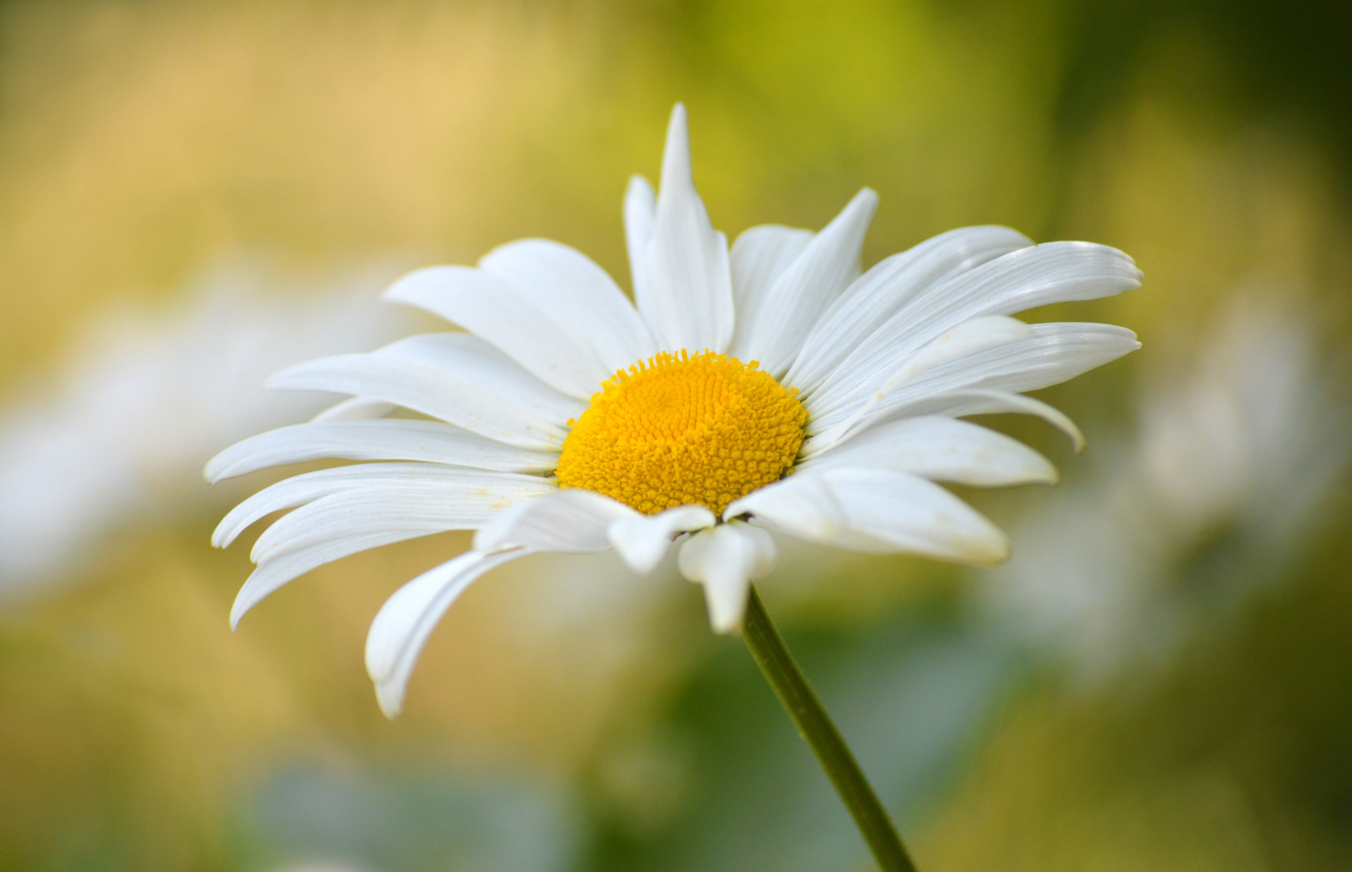 Imagen de Frauke Riether en Pixabay